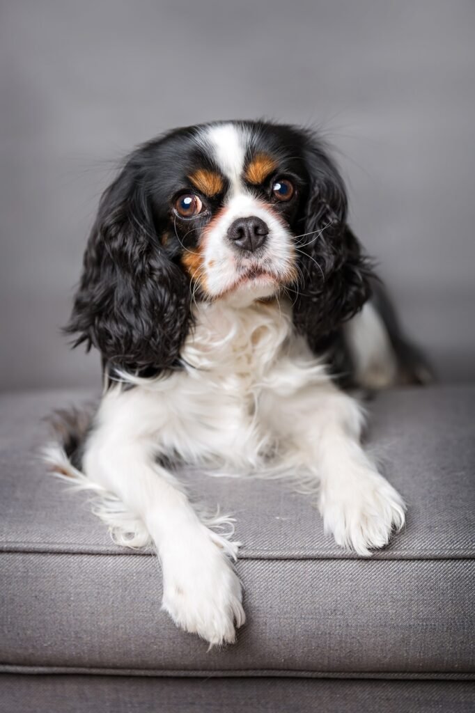 Retrato de perro tras su sesión de spa
