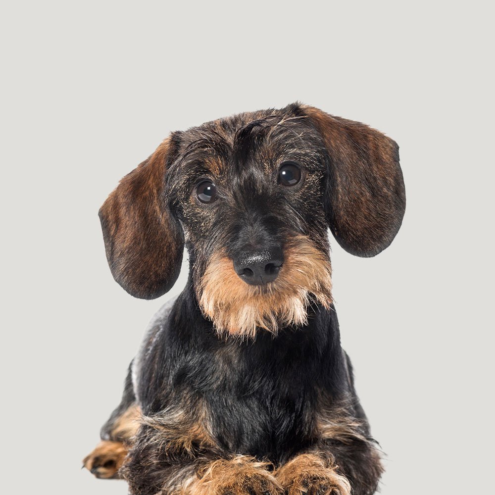 Perro atendido en la peluquería canina