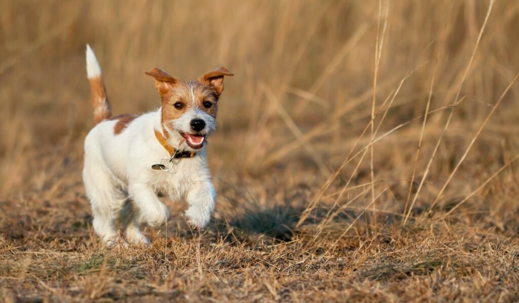 Cachorro corriendo por la hierba