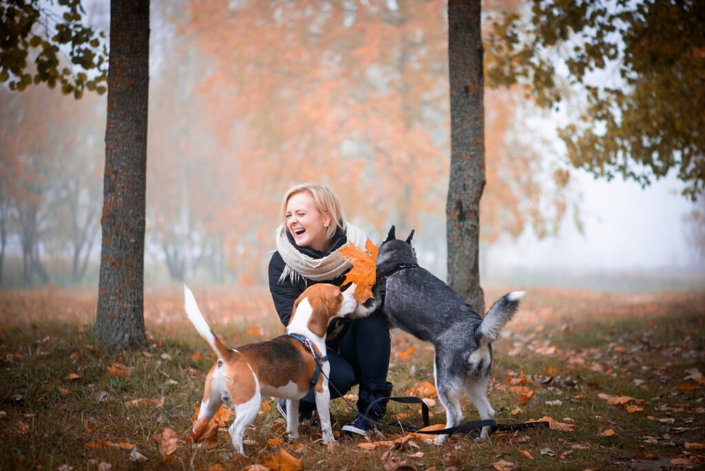 Husky y beagle paseando en otoño