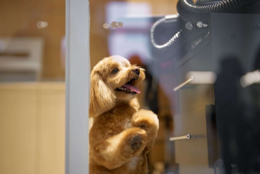 Perro esperando junto a la ventana de una peluquería canina.