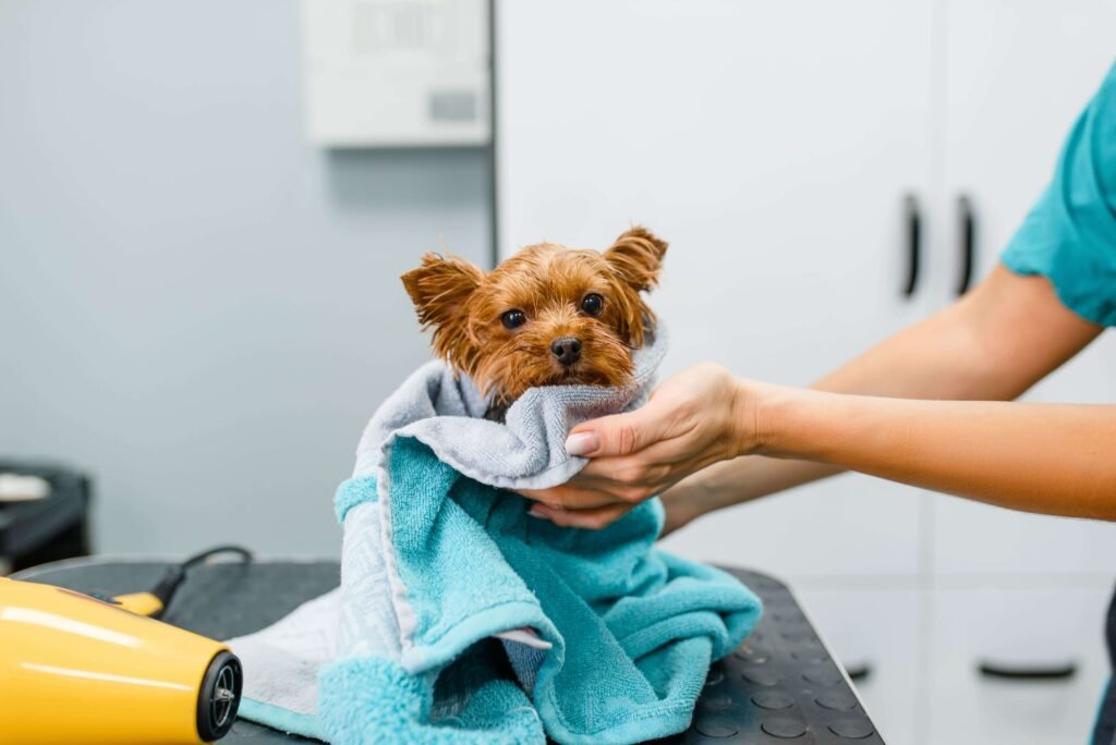 Perro envuelto en una toalla tras recibir un baño en una peluquería canina.