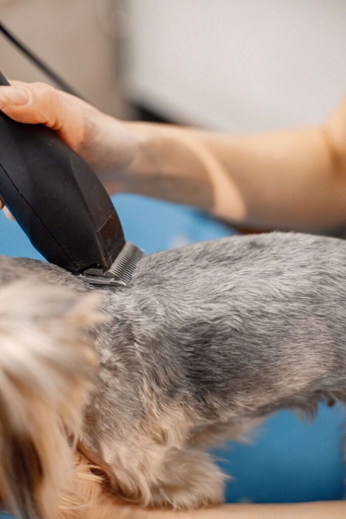 Perro recibiendo un corte de pelo con una máquina eléctrica durante una sesión de peluquería canina.