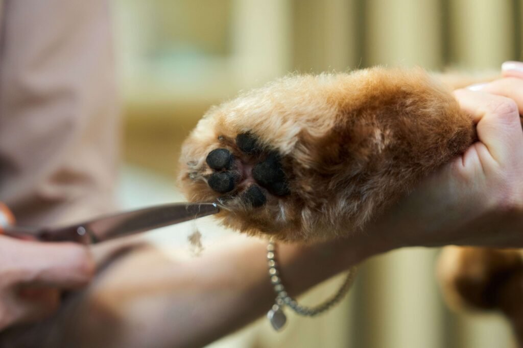 Pata de perro siendo arreglada cuidadosamente con tijeras durante una sesión de peluquería canina.