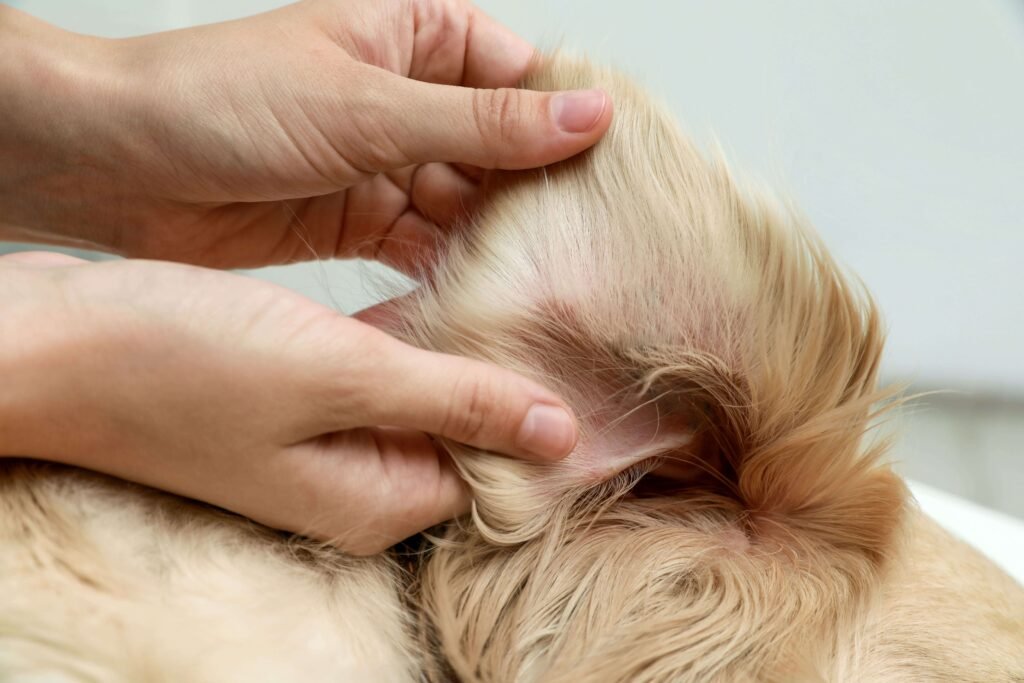 Persona examinando de cerca la oreja de un perro Golden Retriever.