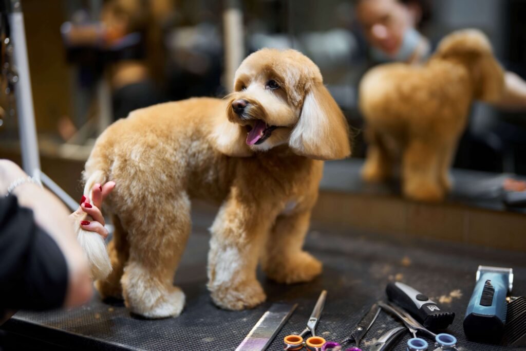 Caniche con un corte de pelo cuidado y estilizado en una peluquería canina.