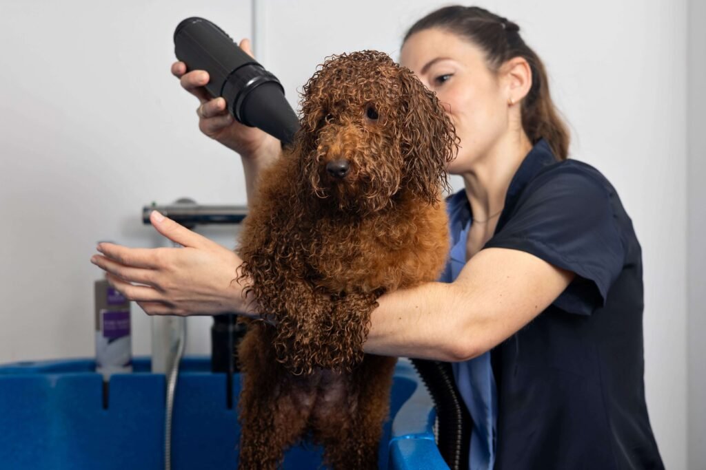 Mujer secando el pelo de un perro mojado con un secador profesional.